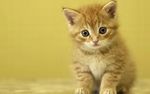 kitten.jpg