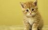 kitten.jpg