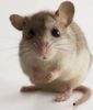 mouse3.jpg