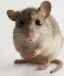 mouse3.jpg